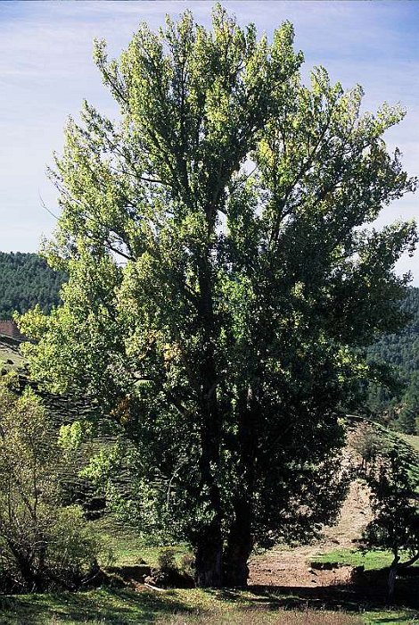 Populus nigra subsp. nigra